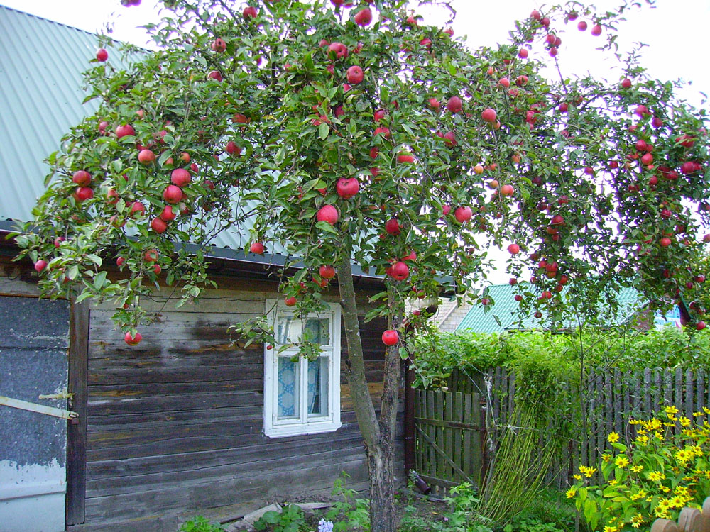 tatar_folksongs_laszlo_vikar